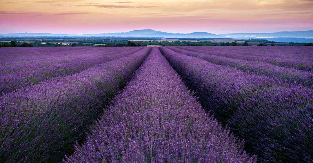 Lavender fields of Grasse, France